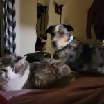 Mapleshade Animal Hospital