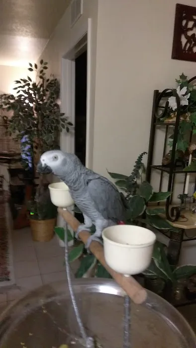 Bird Little Friend Pet Shop Picture 4
