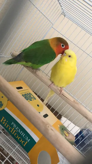 Bird Little Friend Pet Shop Picture 5