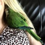 Bird Little Friend Pet Shop