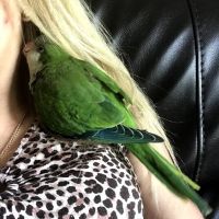 Bird Little Friend Pet Shop ico