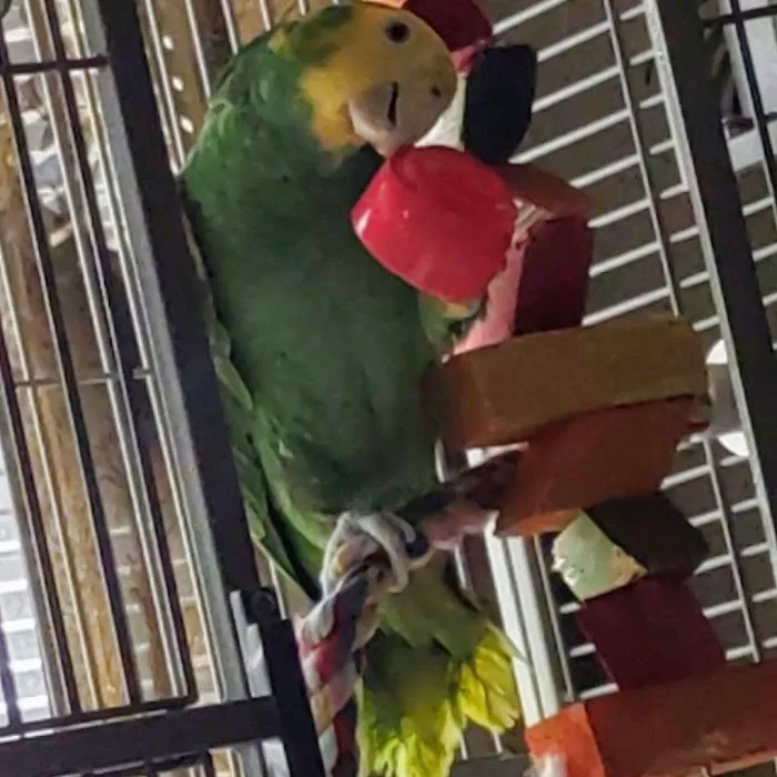 Bird Little Friend Pet Shop Picture 3