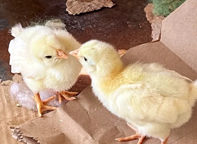 Bird Little Friend Pet Shop Picture 6