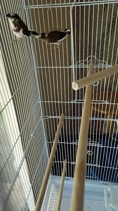 Bird Little Friend Pet Shop Picture 7
