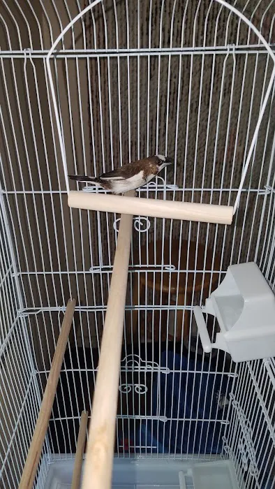 Bird Little Friend Pet Shop Picture 8