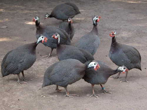 El Gallo Rojo Pet Shop Picture 2