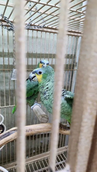 El Gallo Rojo Pet Shop Picture 5