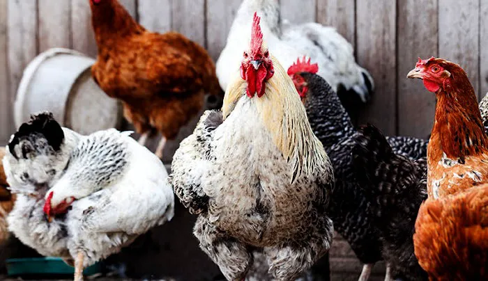 El Gallo Rojo Pet Shop Picture 6