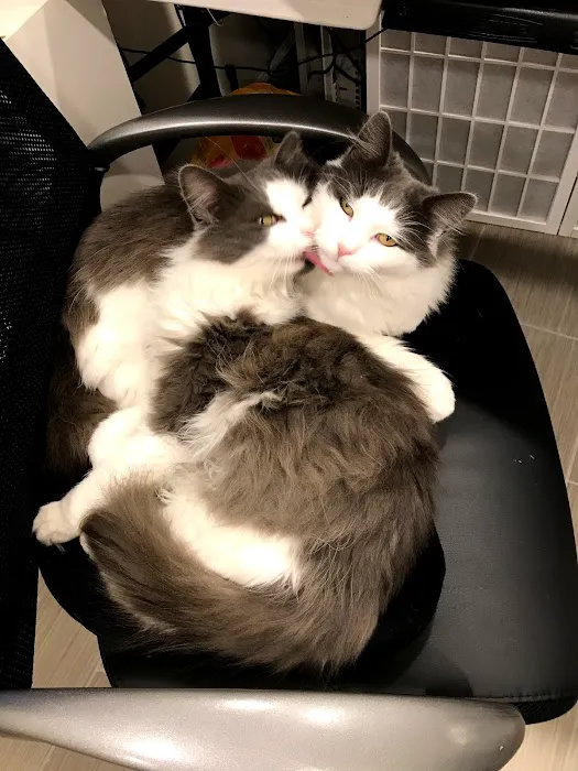 Pearl Veterinary Hospital Picture 6
