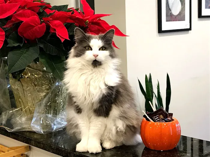 Pearl Veterinary Hospital Picture 3