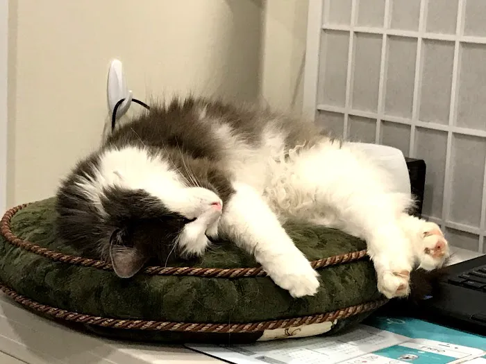 Pearl Veterinary Hospital Picture 2