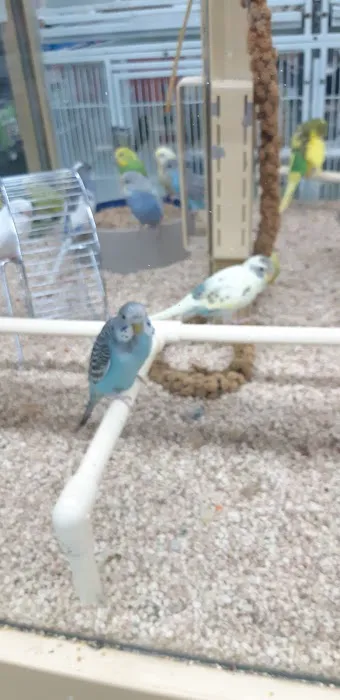 Pet Supermarket Picture 6