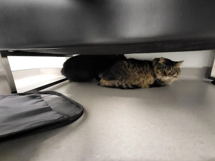 Blair Animal Hospital Picture 2