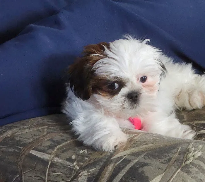 Blair Animal Hospital Picture 10