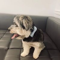 Blair Animal Hospital ico