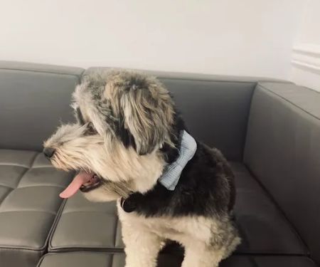 Blair Animal Hospital