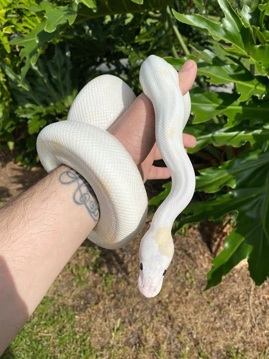 Southeast Reptile Exchange Inc. Picture 4