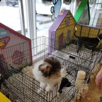 Puppies Tampa ico