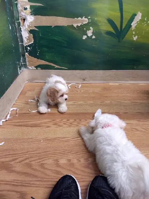 Puppies Tampa Picture 2
