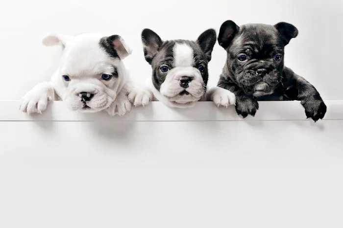 Puppies Tampa Picture 6