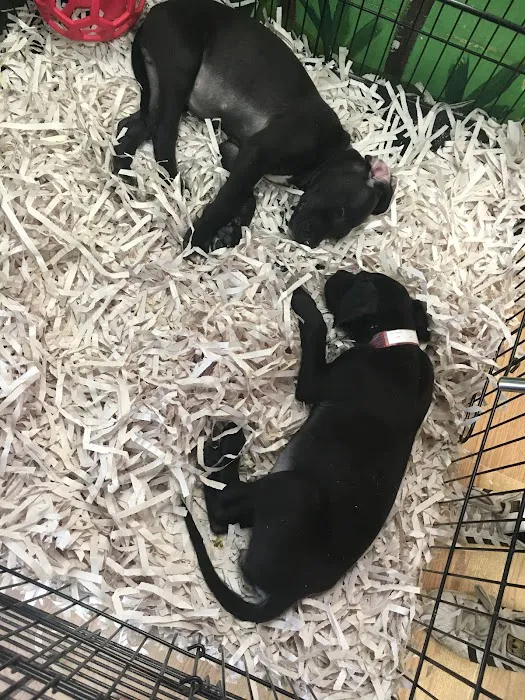 Puppies Tampa Picture 8