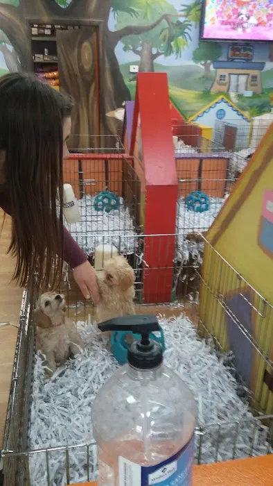 Puppies Tampa Picture 7