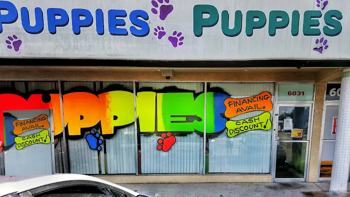 Puppies Tampa Picture 9