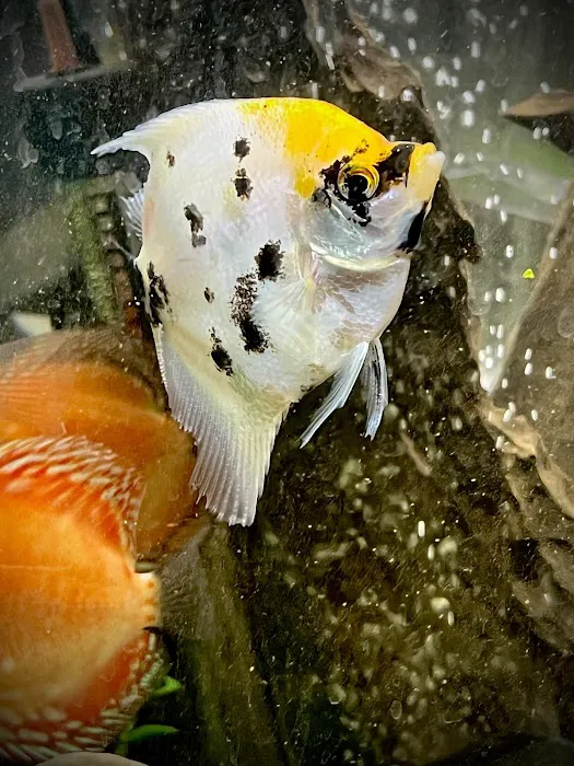 Westside Aquarium & Pets Picture 7