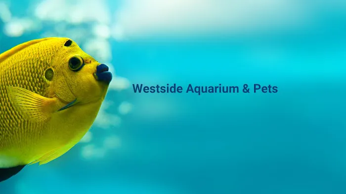 Westside Aquarium & Pets Picture 6