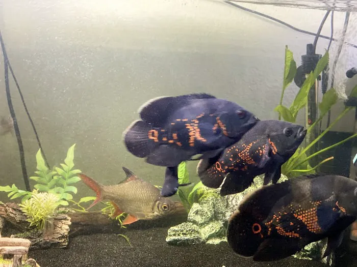 Westside Aquarium & Pets Picture 3
