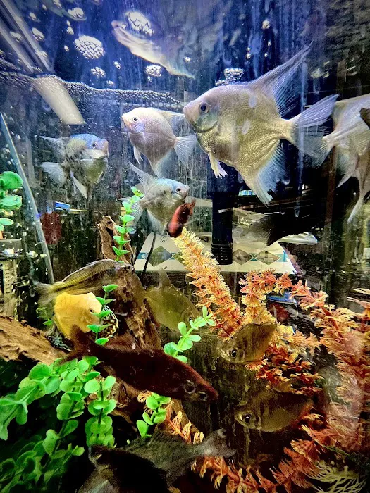 Westside Aquarium & Pets Picture 9