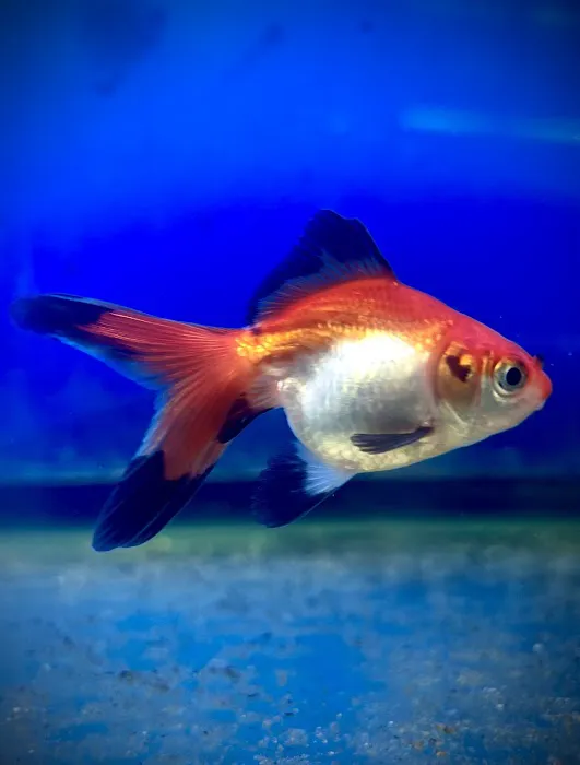 Westside Aquarium & Pets Picture 10