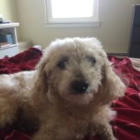 Old Shore Animal Clinic ico