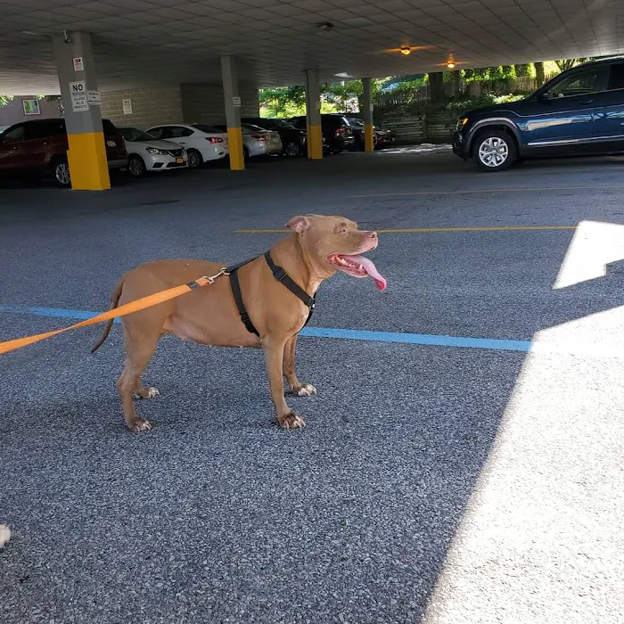 Old Shore Animal Clinic Picture 3