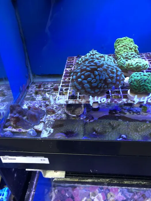Creative Aquariums of Tampa Picture 1