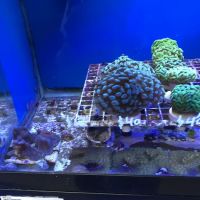 Creative Aquariums of Tampa ico