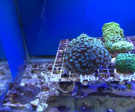 Creative Aquariums of Tampa