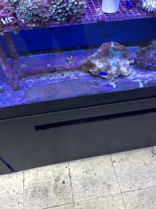 Creative Aquariums of Tampa Picture 3