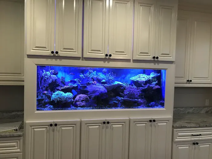 Creative Aquariums of Tampa Picture 9