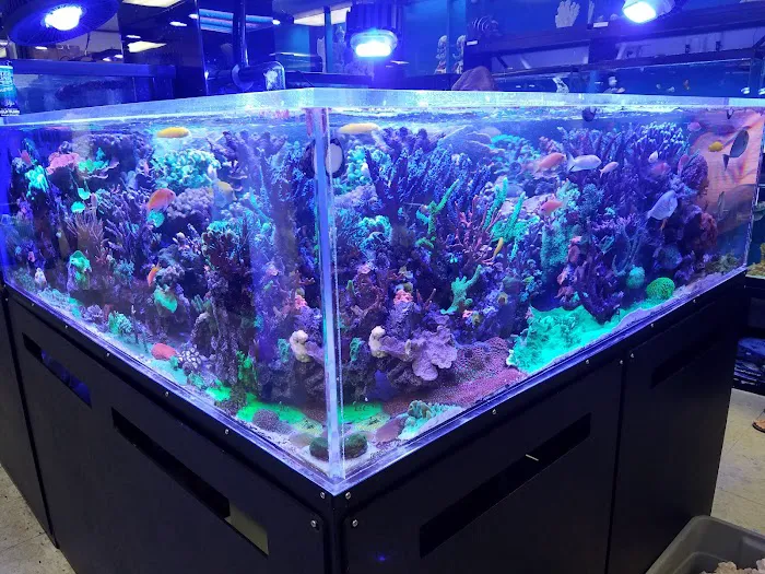 Creative Aquariums of Tampa Picture 2