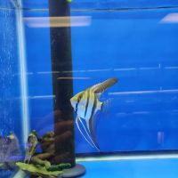 Corals and Fins ico