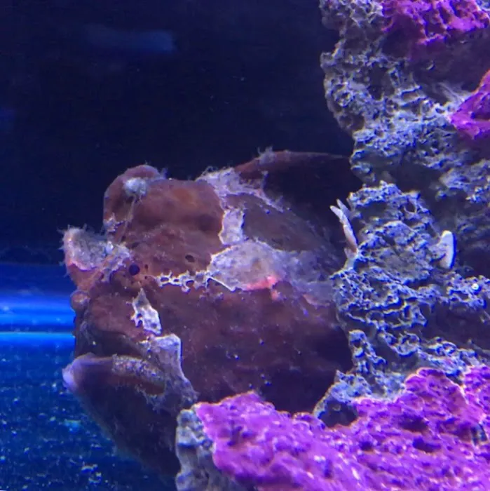 Corals and Fins Picture 2