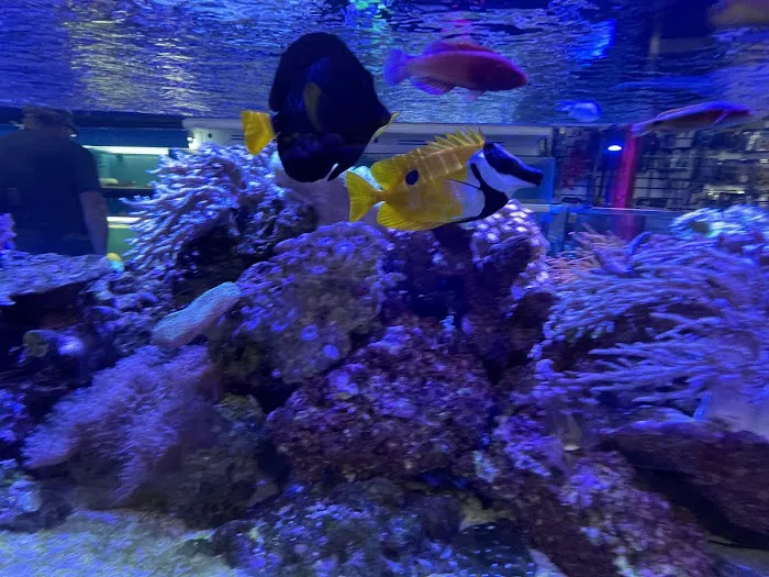 Corals and Fins Picture 7
