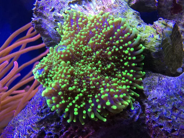 Corals and Fins Picture 10