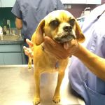 Brookville Animal Hospital