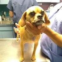 Brookville Animal Hospital ico