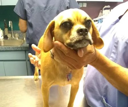 Brookville Animal Hospital