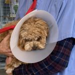 Glen Cove Animal Clinic