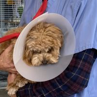 Glen Cove Animal Clinic ico