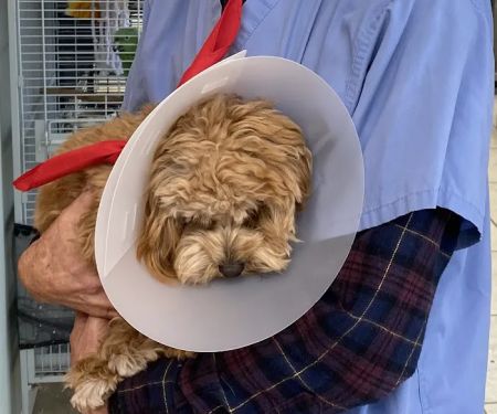 Glen Cove Animal Clinic